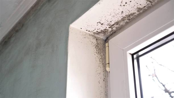 Forensic Mold Investigation in River Rouge, MI