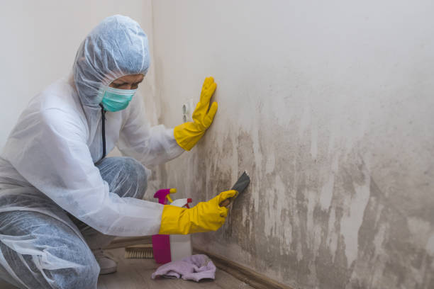 Best Crawl Space Mold Remediation  in River Rouge, MI