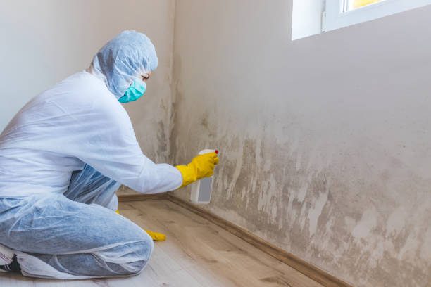 Best Mold Removal for HVAC Installations  in River Rouge, MI