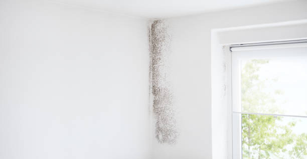 Best Mold Remediation for Healthcare Facilities  in River Rouge, MI