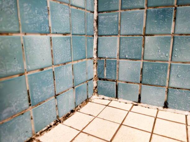 Best Water Damage & Mold Remediation  in River Rouge, MI