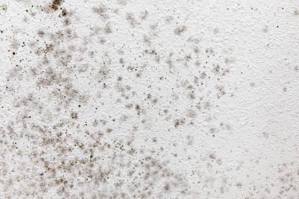 Best Industrial Mold Remediation  in River Rouge, MI