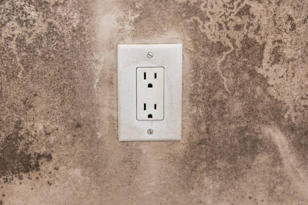 Best Mold Damage Restoration  in River Rouge, MI