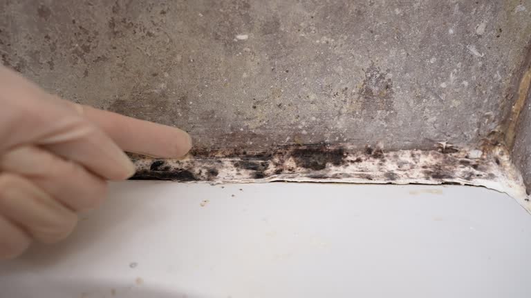 Best Dehumidification Services  in River Rouge, MI