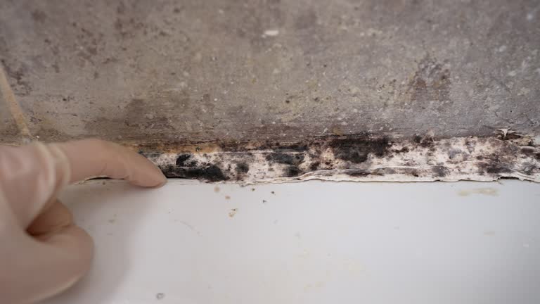 Reliable River Rouge, MI Mold Removal Solutions